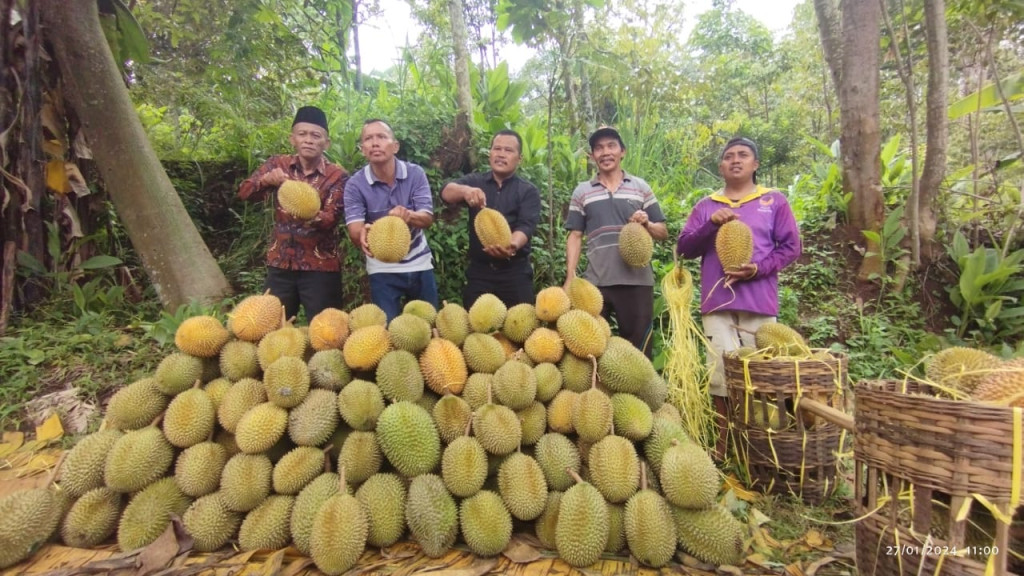 Panen Raya Durian Kasmin di Lumbang