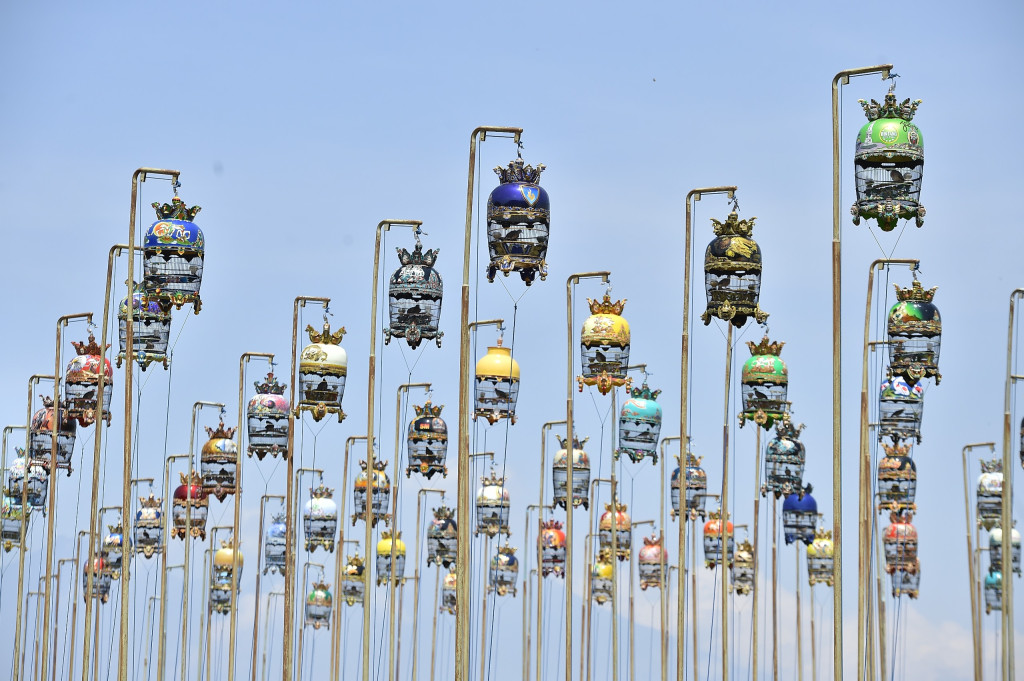 Konkurs Nasional Seni Suara Alam Burung Perkutut